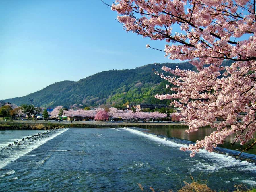 Osaka/Kyoto: Arashiyama, Nara & Fushimi Inari Shrine w/Lunch - Fushimi Inari Shrine: torii gate tunnel, crowd control, and blessing help