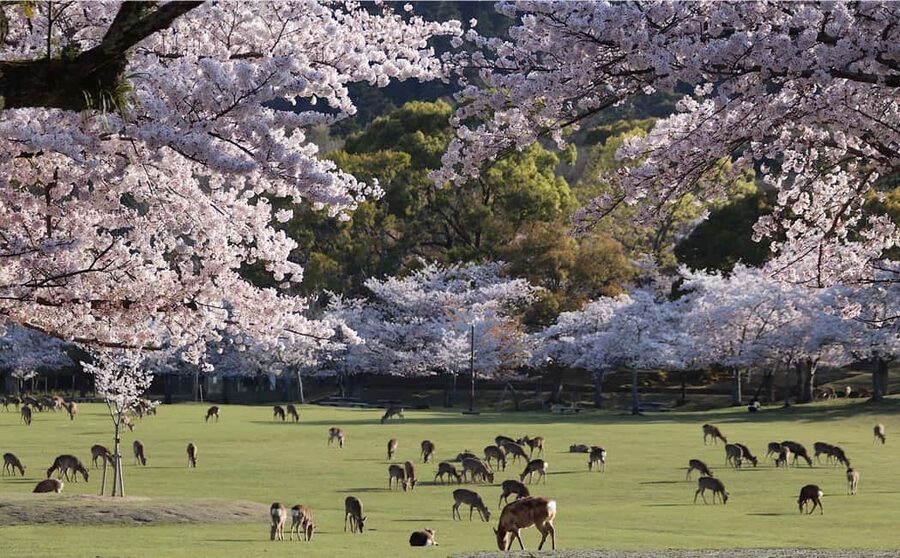 Osaka/Kyoto: Arashiyama, Nara Park, Fushimi Shrine Tour - Key things that make this tour click