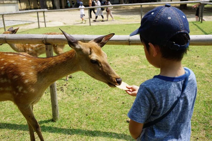 Osaka/Kyoto: Arashiyama, Nara Park, Fushimi Shrine Tour - Price and logistics: what $51 is paying for