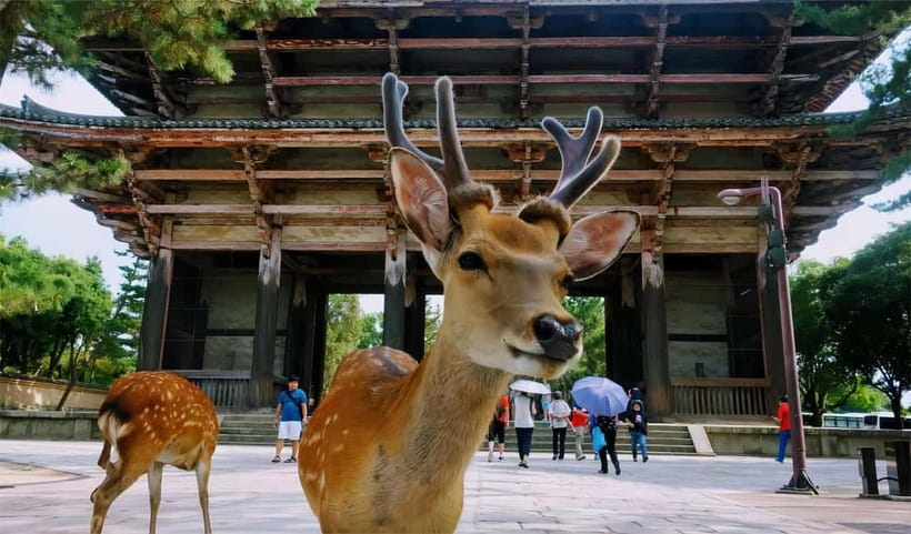 Osaka: Kyoto Highlights Tour and Pottery Workshop Experience - One-day Kyoto for about $116: what this tour really sells