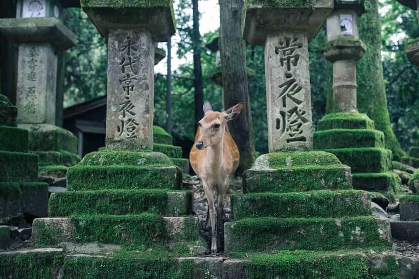 Osaka: Kyoto Highlights Tour and Pottery Workshop Experience - Meeting in Osaka: Nipponbashi Exit 2 and pickup timing
