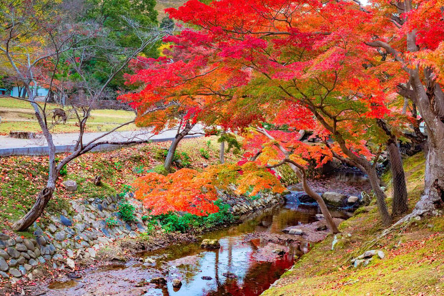 Osaka/Kyoto: Katsuoji, Kinkakuji, Arashiyama 1-Day Bus Tour - Nonomiya Shrine: Love, Health, and the Painted Horse Tradition