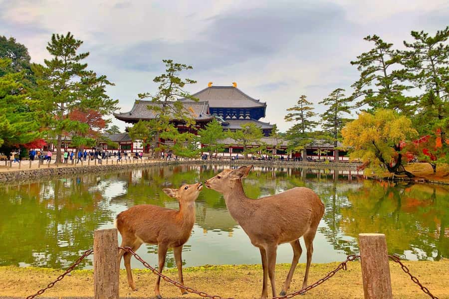 Osaka/Kyoto:Kinkakuji,Arashiyama,FushimiInariShrine,NaraPark - Key things that make this day trip work