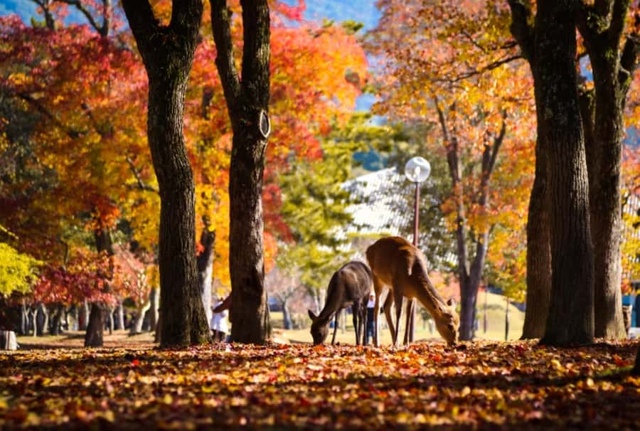 Osaka/Kyoto:Kinkakuji,Arashiyama,FushimiInariShrine,NaraPark - Transport and comfort: the bus ride you can actually relax on