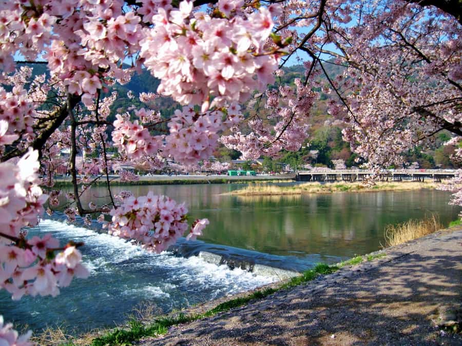 Osaka/Kyoto:Kinkakuji,Arashiyama,FushimiInariShrine,NaraPark - Lunch options: Kobe shabu-shabu (Osaka only) and what you should know