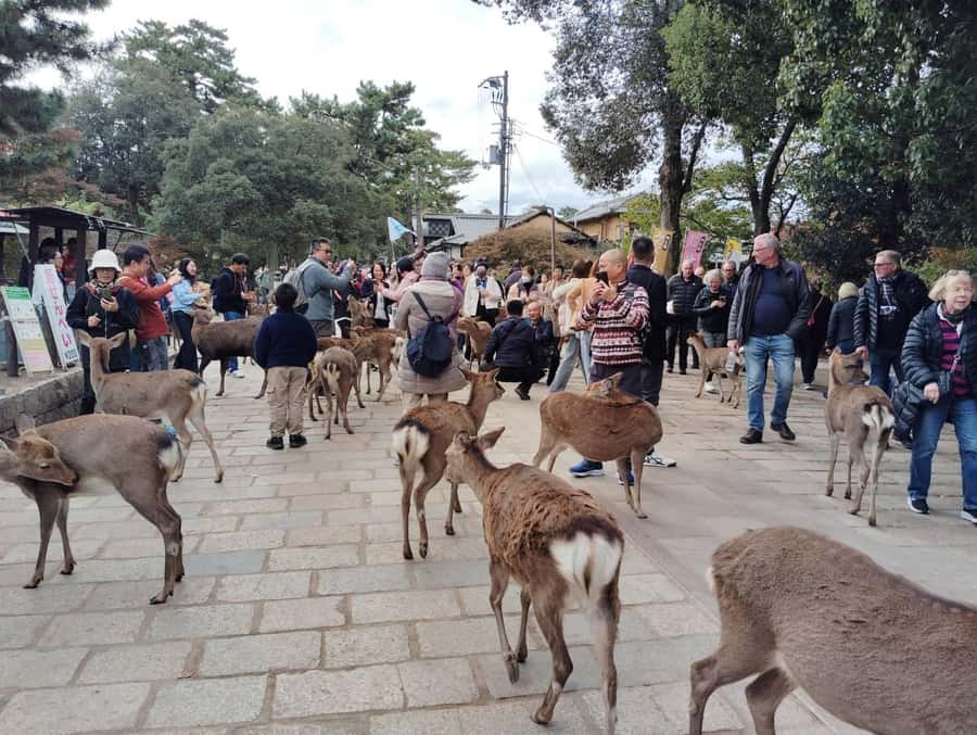 Osaka/Kyoto:Kinkakuji,Arashiyama,FushimiInariShrine,NaraPark - Arashiyama Bamboo Grove: the calm path in a very crowded world