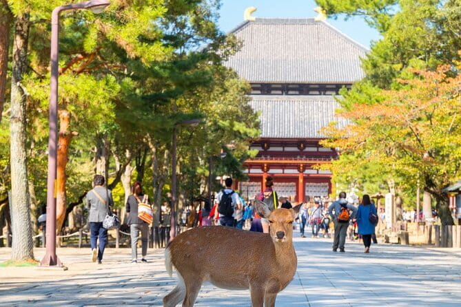 Osaka & Kyoto & Nara Top Hightlights English Speaking Tour - Nara Park deer time, plus how to get the most from “free time”