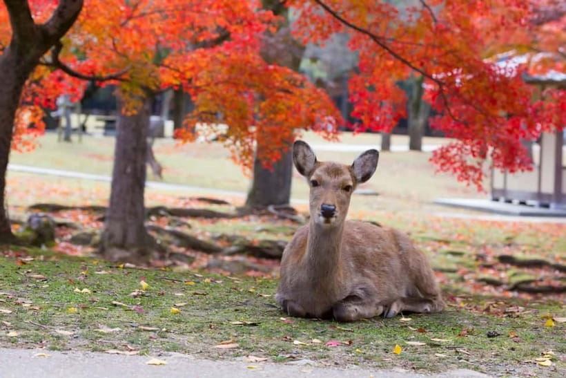 Osaka: Kyoto & Nara & Uji Historical and Scenic One-Day Tour - Byōdō-in Temple: Tranquil Power in a Short Visit