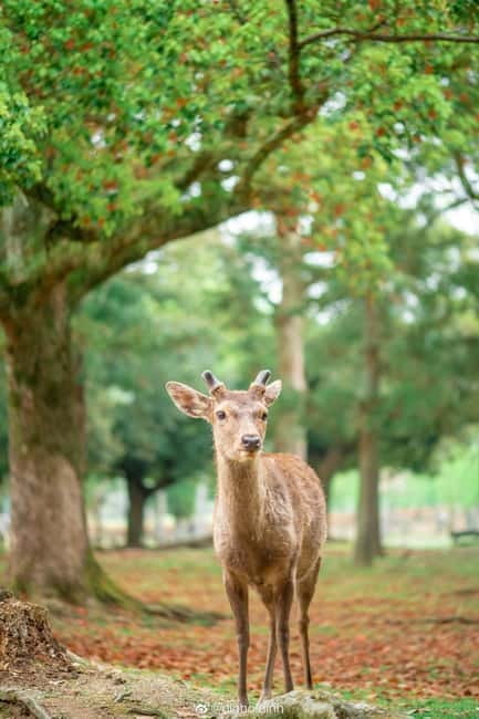 Osaka: Kyoto & Nara & Uji Historical and Scenic One-Day Tour - Price and Value: What You Pay for, What You Still Need to Cover
