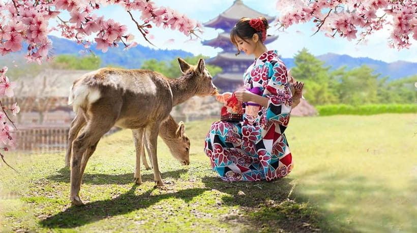 Osaka: Kyoto & Nara & Uji Historical and Scenic One-Day Tour - Who This Tour Suits Best (and Who Might Struggle)
