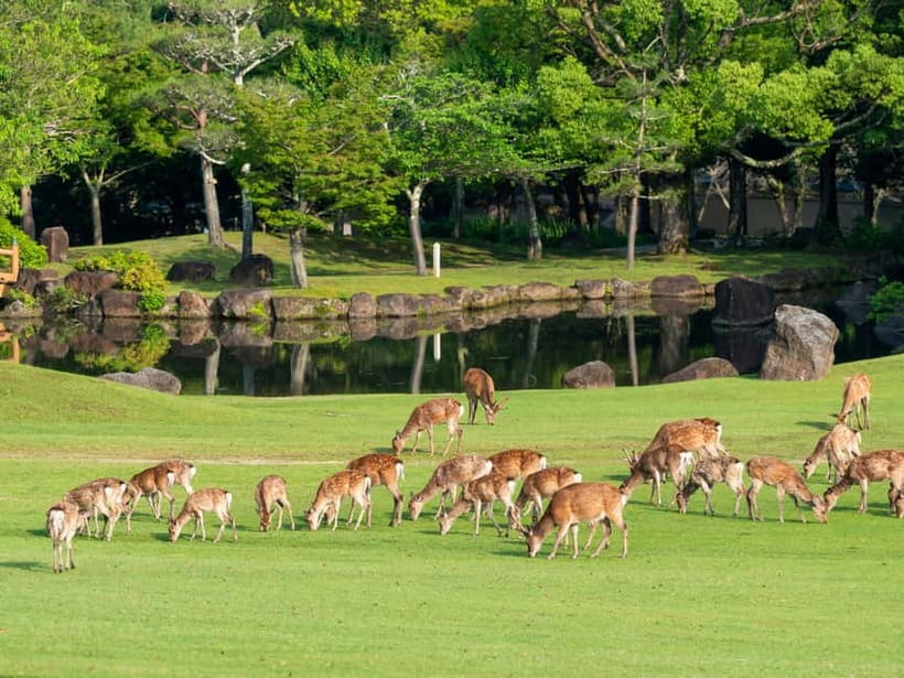 Osaka: Kyoto & Nara & Uji Historical and Scenic One-Day Tour - Getting From Stop to Stop, Pickup and Drop-Off Practicalities