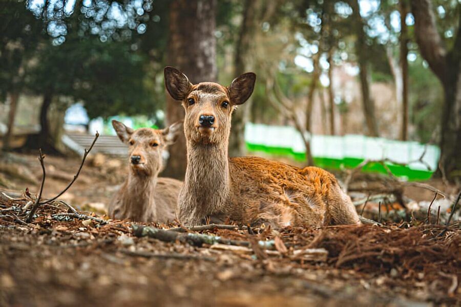 Osaka/Kyoto: Private Kyoto and Nara Day Trip - The ride into Nara: scenic views and a mood shift
