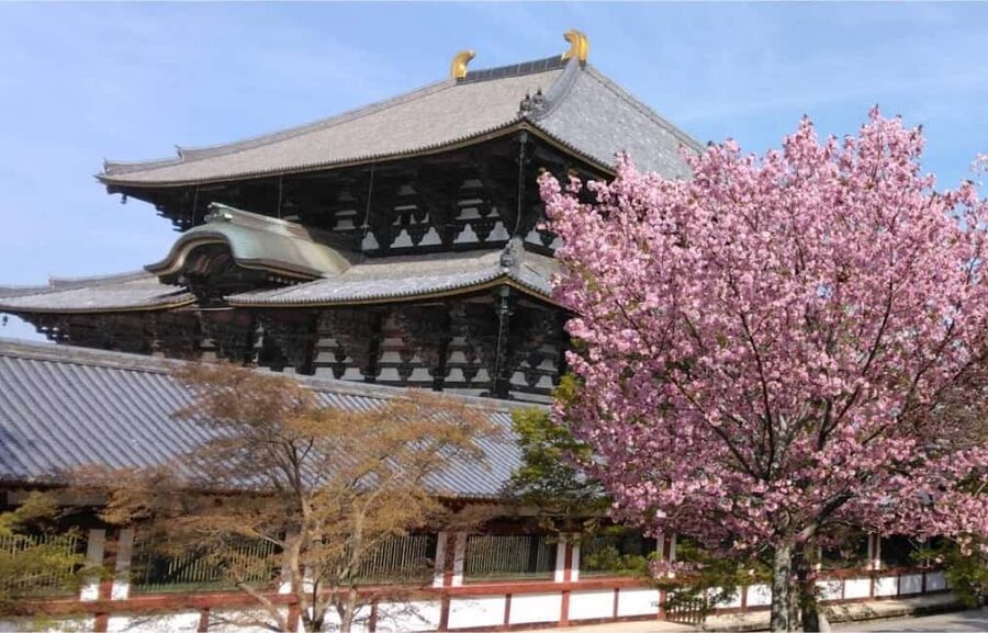 Osaka: Nara and Uji Day Trip with Deer Park and Hot Spring - Nara Park deer crackers: fun, but manage the momentum