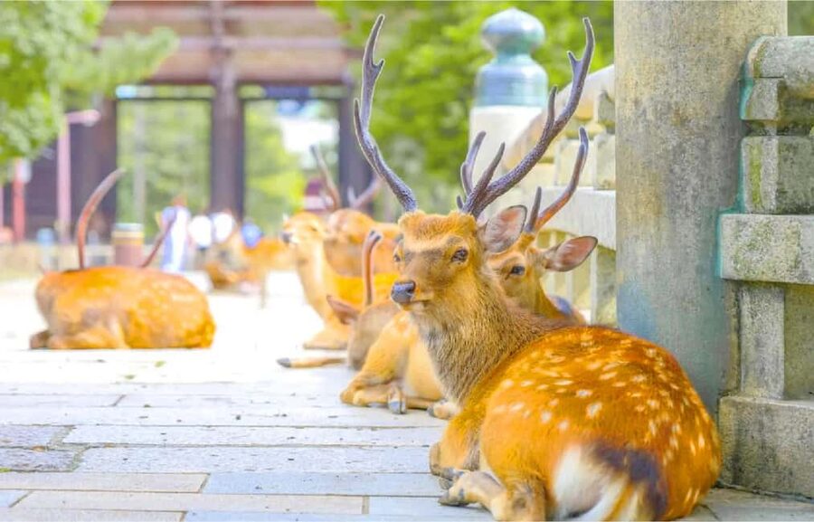 Osaka: Nara and Uji Day Trip with Deer Park and Hot Spring - Price and value for $57, and what you still pay later