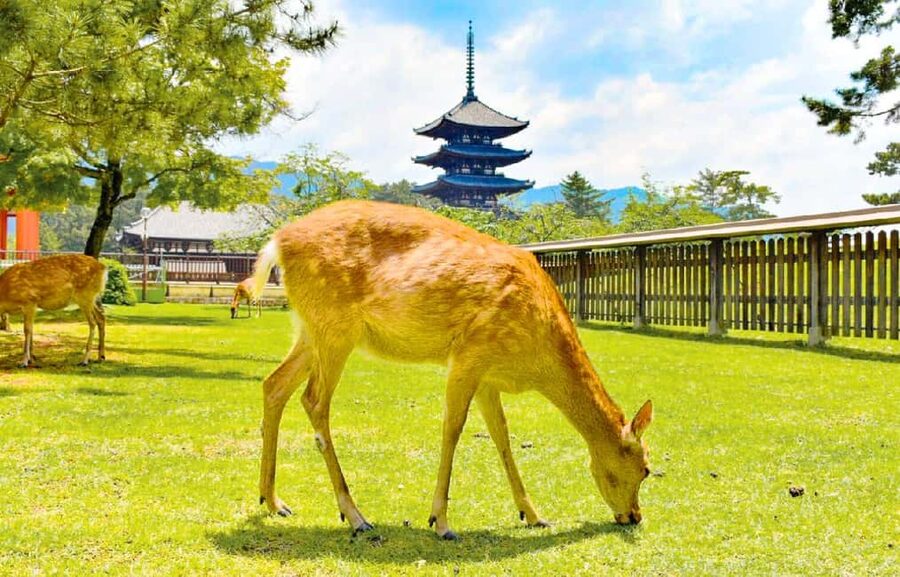 Osaka: Nara and Uji Day Trip with Deer Park and Hot Spring - Start point, timing, and how to not get stressed