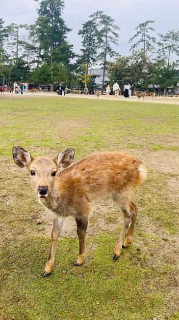 Osaka & Nara: Private Tour with English speaking guide - Price and Value: When $455 Works (and When It Might Feel Tight)