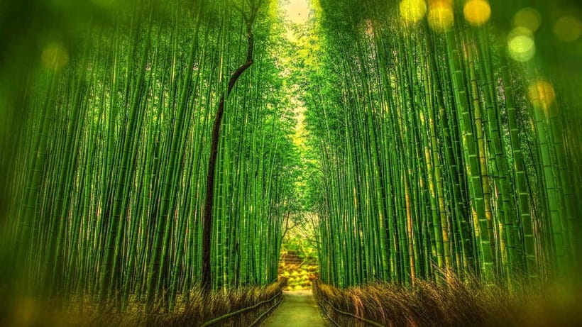 Osaka to Kyoto: Arashiyama Bamboo Grove Small Group Tour - Kifune Shrine and the Crimson Lantern Walk: Love Luck, Kyoto-Style