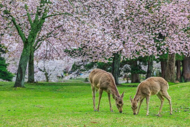 Otagi Nenbutsu Temple and Arashiyama Bamboo Forest Tour - Tickets and time: how the day is structured