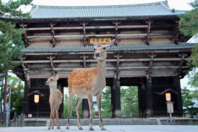 Perfect Nara Park Half-Day Bus Tour with English Speaking Guide - Key highlights that make this tour worth your time