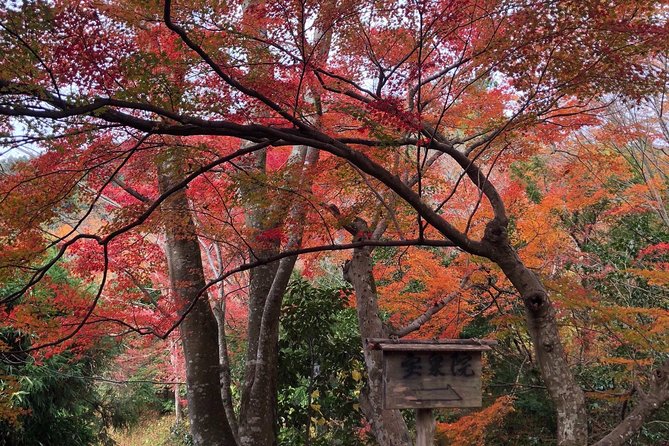 Private car tour in Kyoto (up to 4) - Nijo Castle: the feeling of power, framed by careful timing