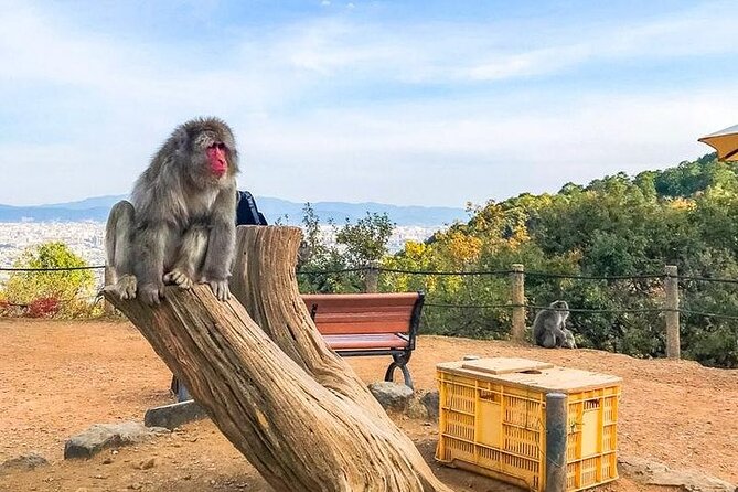 Private Day Tour - Kyoto Arashiyama & Bamboo Forest Perfect Tour! - The Arashiyama bamboo grove trail: 400 meters of towering calm