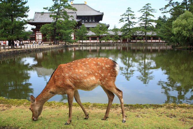Private Journey in Nara’s Historical Wonder - Key points to know before you go