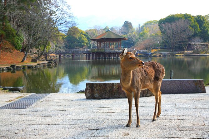 Private Journey in Nara’s Historical Wonder - Wakakusayama Hill views: a quick hike, clear payoff