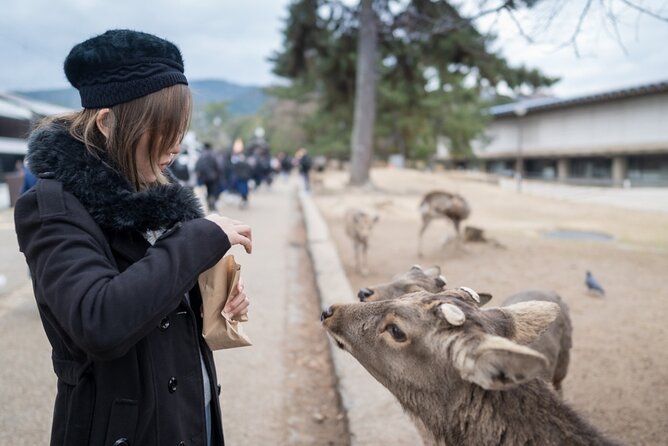 Private Journey in Nara’s Historical Wonder - Todai-ji: the Great Buddha hit, right at the start