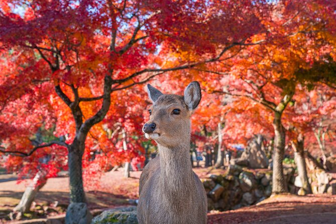 Private Kyoto Tour by Car with Optional Nara or Osaka Add-Ons - Arashiyama Bamboo Forest and Tenryu-ji for a Kyoto Nature Reset