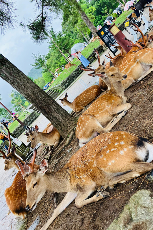 Private Nara Tour from Osaka – Meet at Your Hotel - From Osaka Hotel to Nara, Without the Headache