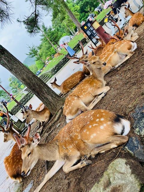 Private Nara Tour from Osaka – Meet at Your Hotel - Higashimuki Shopping Street, a Quick Local Break