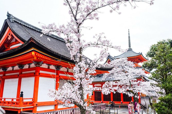 Private & Unique Kyoto Cherry Blossom "Sakura" Experience - Key highlights worth planning around
