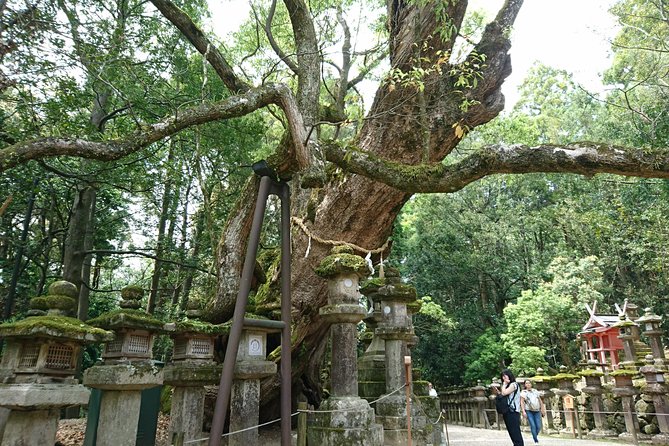 Relax in Nara: Deer Park, Todai-ji Temple and Merchants' Town - Naramachi Merchant Streets, Shaved Ice and a Traditional House Stop