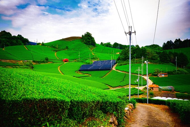 Scenic Green Tea Fields of Hidden Kyoto & Local Tea Exp (Private) - Key Highlights You Can Actually Use