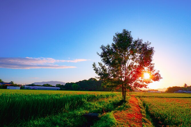 Scenic Green Tea Fields of Hidden Kyoto & Local Tea Exp (Private) - What the Tour Gets Right: Daiki’s Style and the Pace
