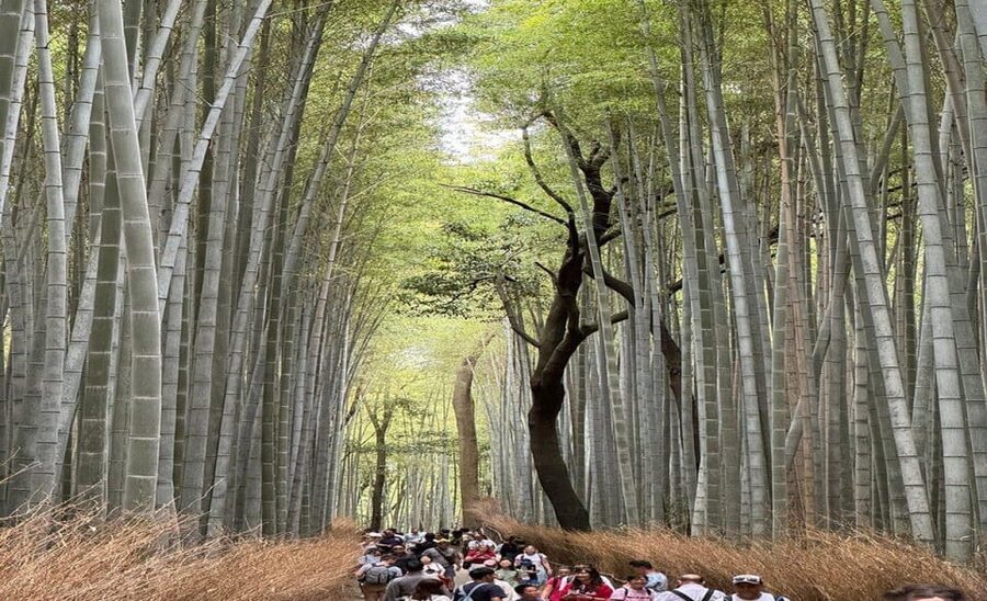 Treasures of Kyoto: Gion & historical Walking Tour - FAQ