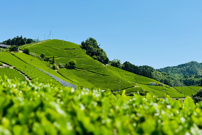 Uji and Wazuka Matcha Farm Half Day Private Guided Tour - Key highlights to plan for