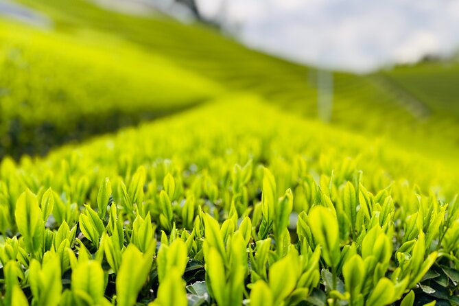Uji and Wazuka Matcha Farm Half Day Private Guided Tour - Getting from JR Uji Station to tea country without turning it into a logistical mess