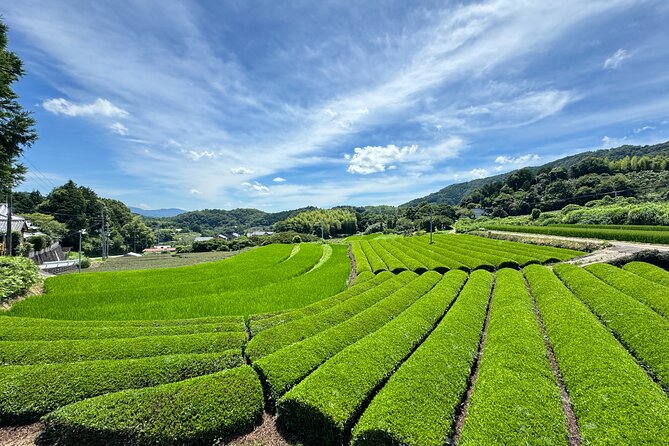 Uji and Wazuka Matcha Farm Half Day Private Guided Tour - Bento lunch in tea country, plus the vegetarian option reality