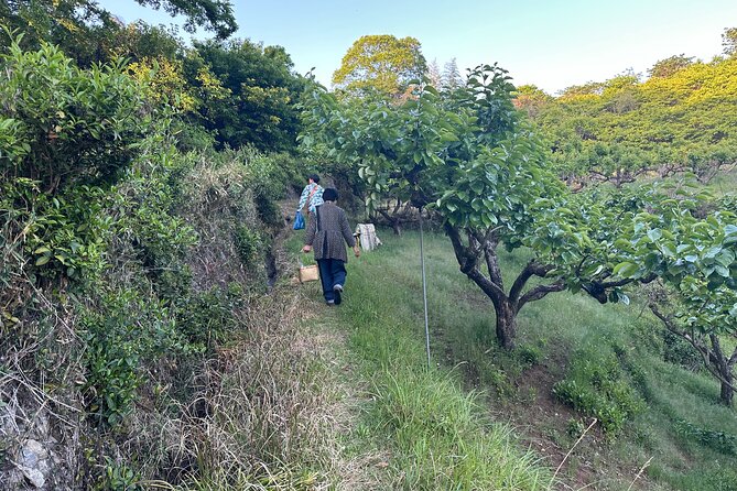 Village to village walk: Japan's oldest road, Yamanobe ancient trail (Private) - Omiwa Shrine timing: lunch break with Miwa somen